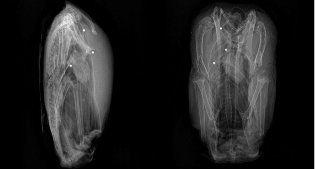 Two x-ray images of duck skeletons containing bright spots that are pieces of lead shot