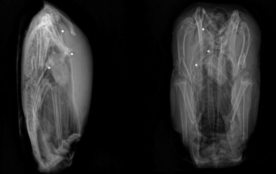 Two x-ray images of duck skeletons containing bright spots that are pieces of lead shot