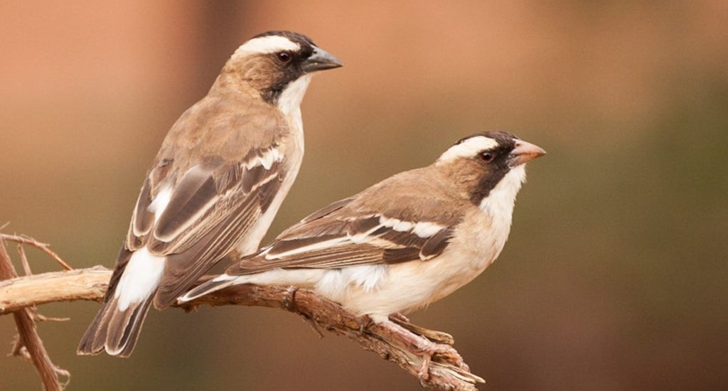 Two sparrow-weaver birds sitting on a small branch/twig