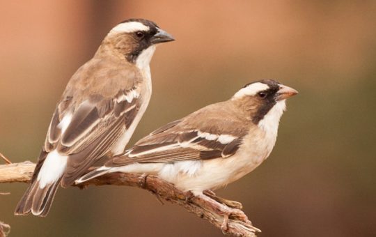 Two sparrow-weaver birds sitting on a small branch/twig