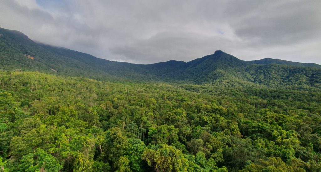 A landscape photo of forest canopy