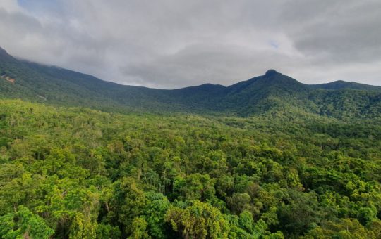 A landscape photo of forest canopy