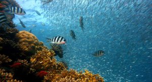 Shoals of fish on a coral reef