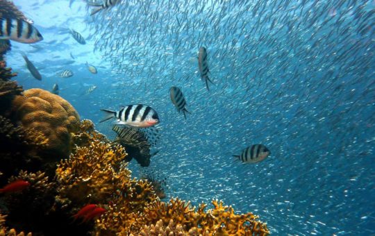 Shoals of fish on a coral reef