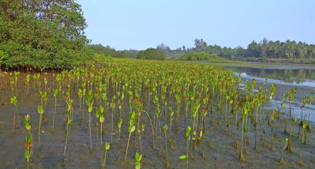 Mangrove seedlings on a muddy bank beside a river or estuary