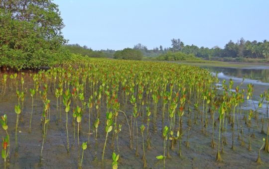 Mangrove seedlings on a muddy bank beside a river or estuary