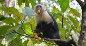 A capuchin monkey eating fruits