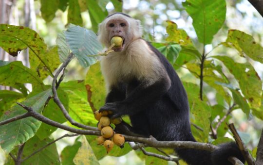 A capuchin monkey eating fruits