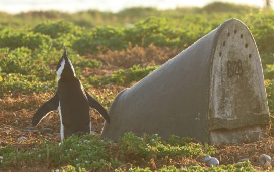 An African penguin outside a double-layered ceramic artificial nest.