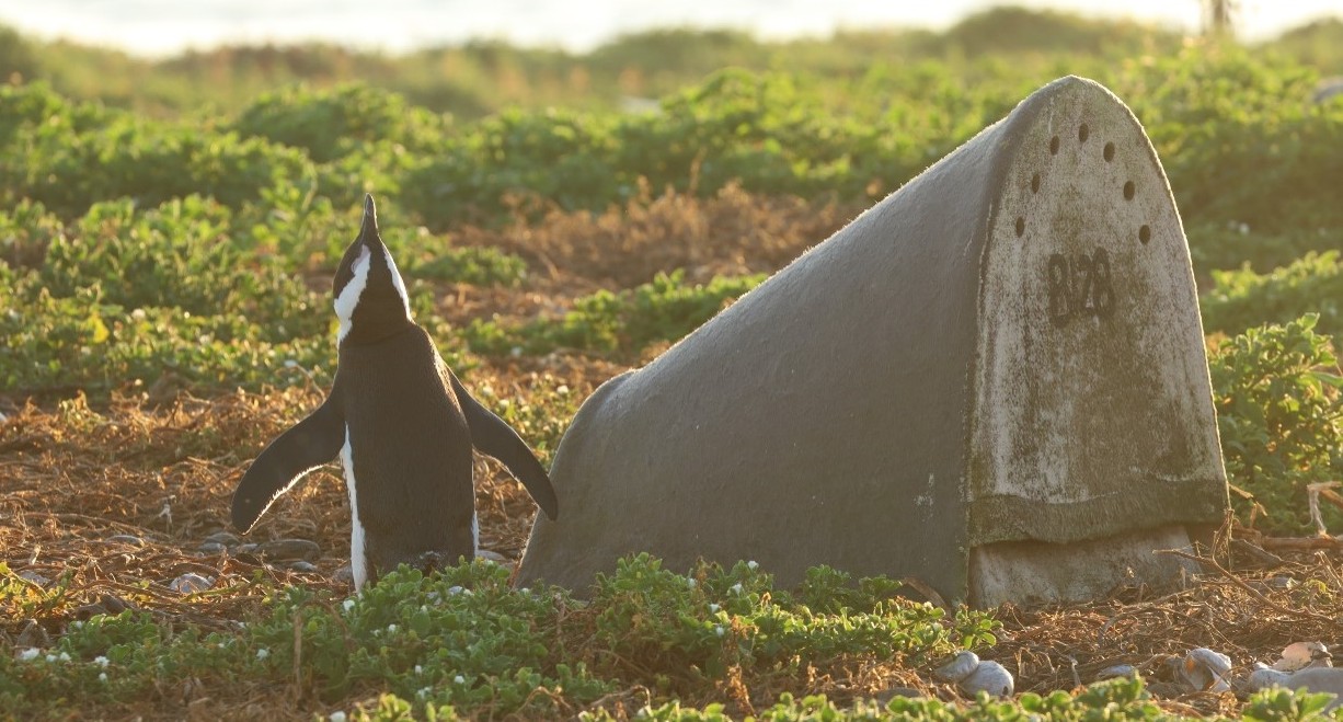 An African penguin outside a double-layered ceramic artificial nest.