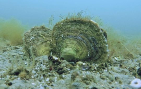 Oysters on the seabed