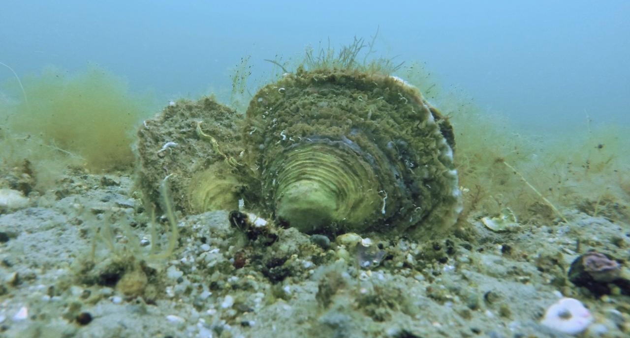 Oysters on the seabed