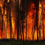 Global CO2 emissions from forest fires increase by 60%