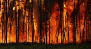 Blackened trees in a raging forest fire