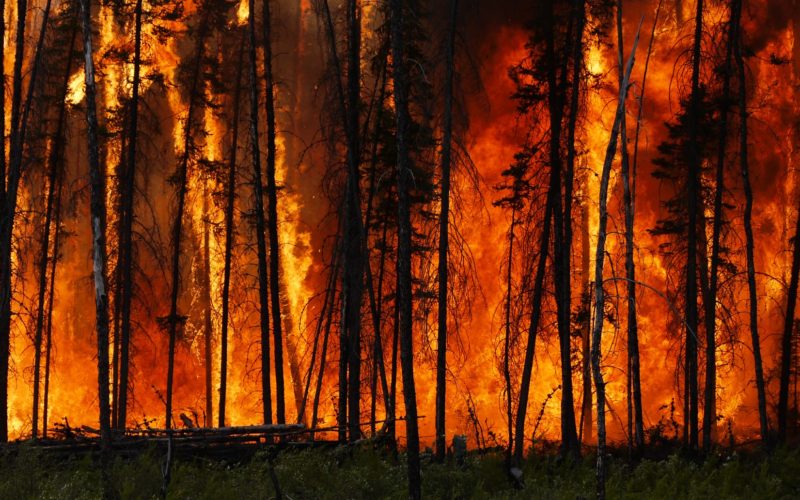 Blackened trees in a raging forest fire