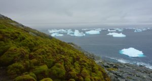 A moss-covered slope, with the sea and ice chunks visible in the background