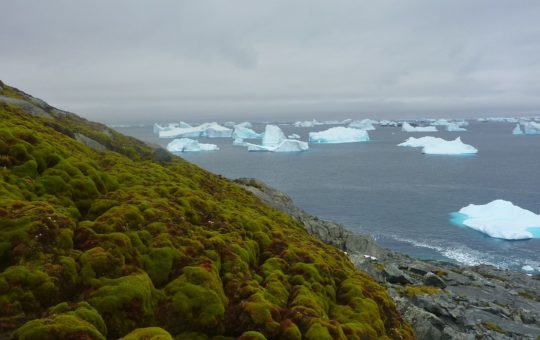 A moss-covered slope, with the sea and ice chunks visible in the background