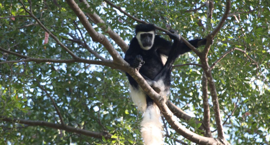 A Kilimanjaro Colobus monkey sitting in a tree