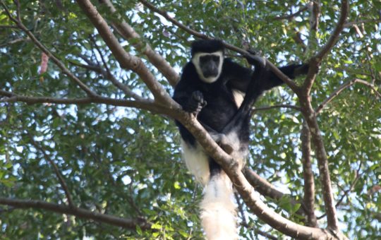 A Kilimanjaro Colobus monkey sitting in a tree