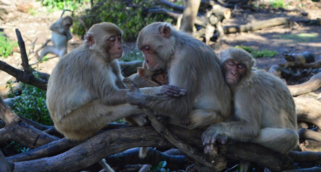 Three Rhesus macaques sitting close together on a log