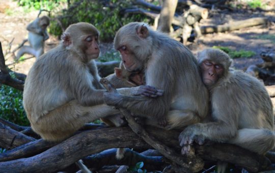 Three Rhesus macaques sitting close together on a log