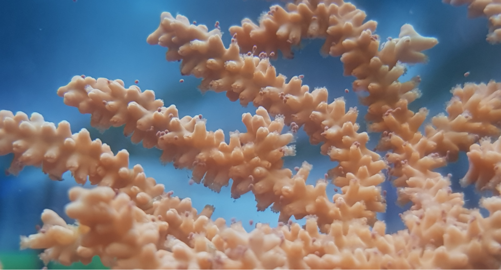 Close up image of a pink sea fan