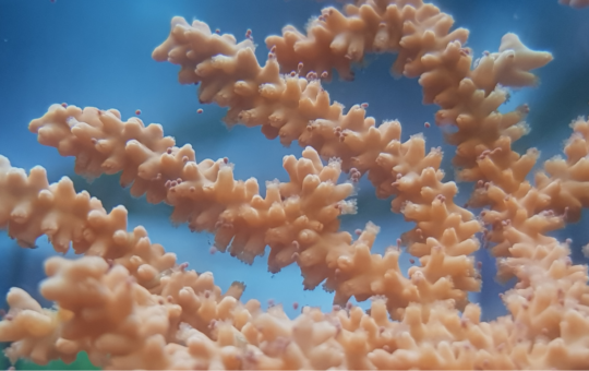 Close up image of a pink sea fan