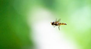 A marmalade hoverfly in flight