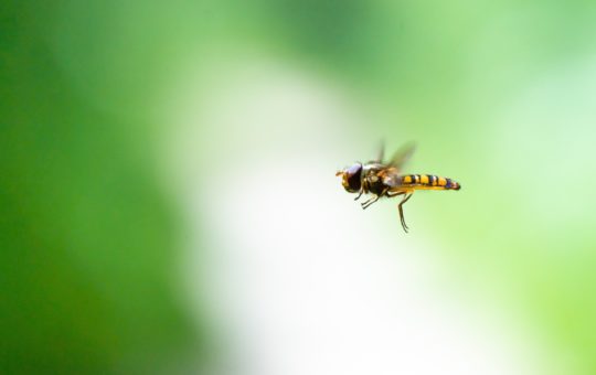 A marmalade hoverfly in flight