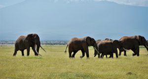 Several elephants walking on open ground