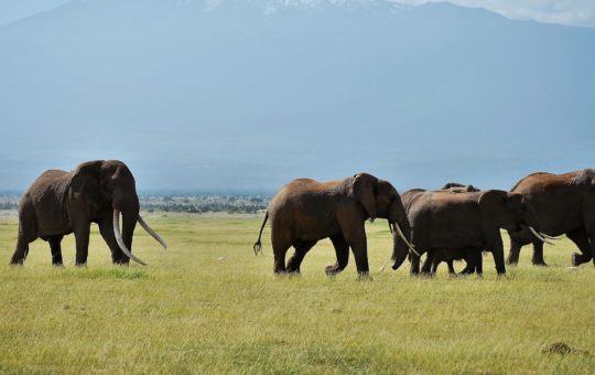 Several elephants walking on open ground