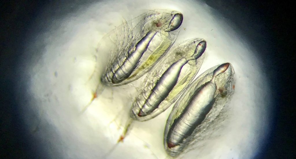 Three tiny organisms seen via a microscope.