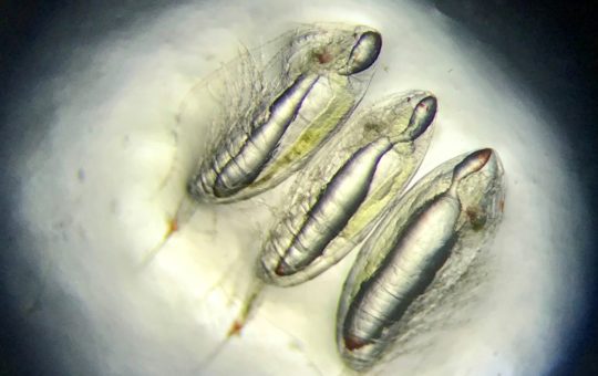 Three tiny organisms seen via a microscope.