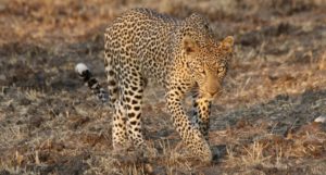 Leopard in the Nyerere National Park, Tanzania.