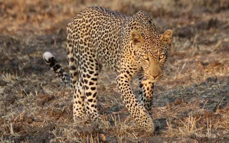 Leopard in the Nyerere National Park, Tanzania.