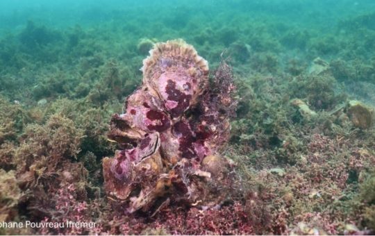 Oyster ecosystem