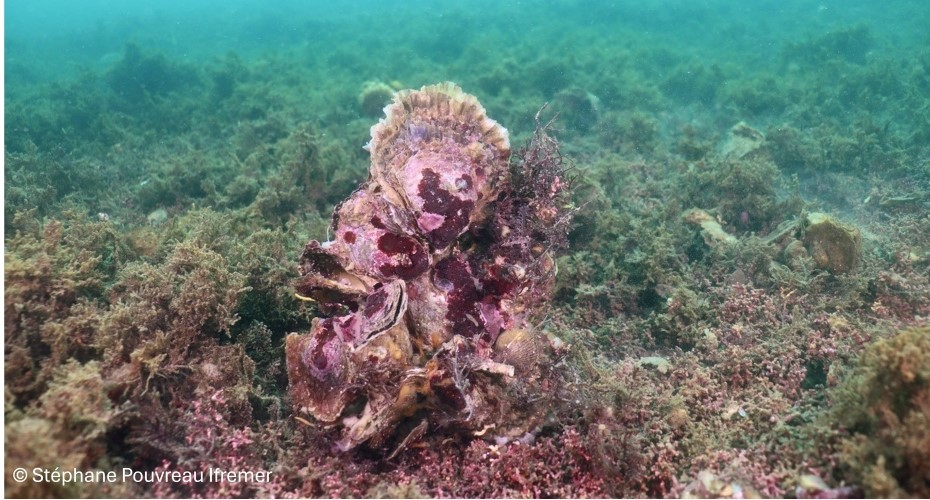 Oyster ecosystem