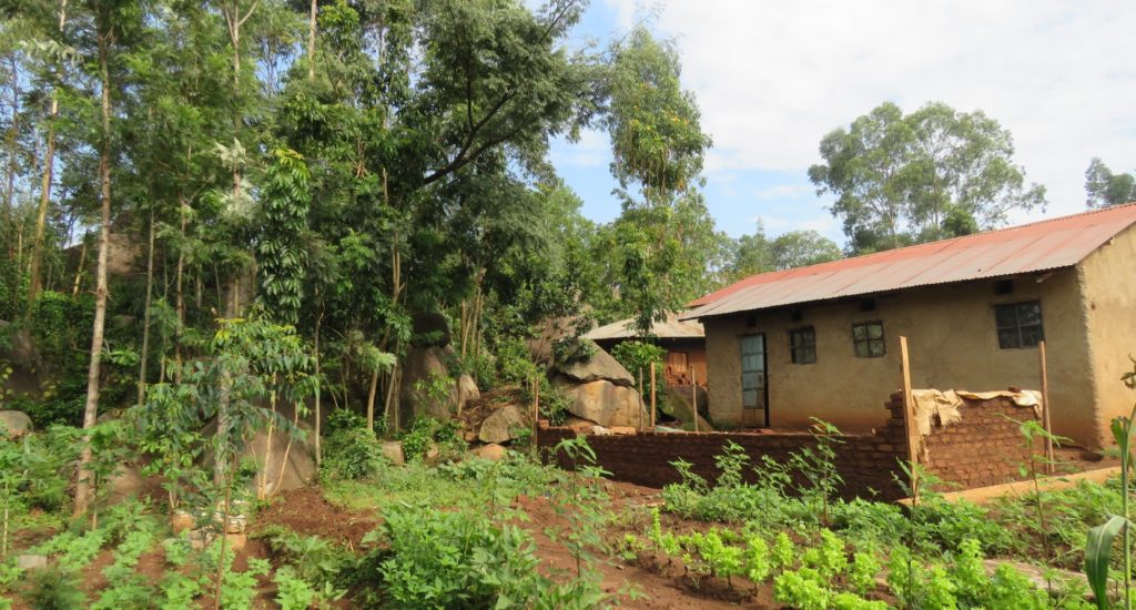 A smallholder farm in Kenya. The image shows a small building with crops and trees growing outside.