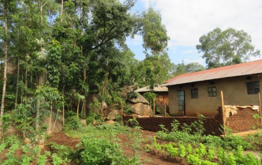 A smallholder farm in Kenya. The image shows a small building with crops and trees growing outside.