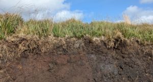 Dartmoor, Peatland