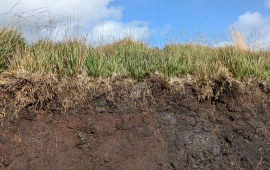 Dartmoor, Peatland