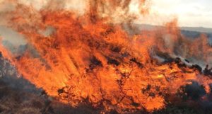 A close-up of flames, with plants visible in the fire