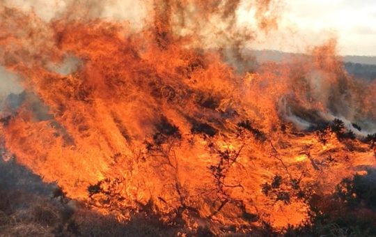 A close-up of flames, with plants visible in the fire