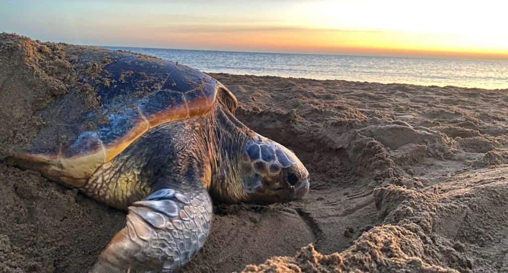 A loggerhead turtle on a sandy beach