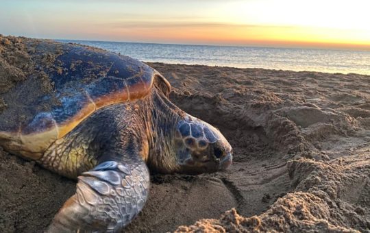 A loggerhead turtle on a sandy beach