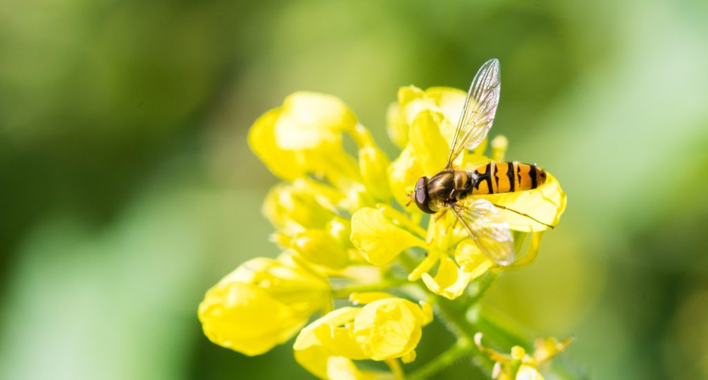 A marmalade hoverfly on a flower