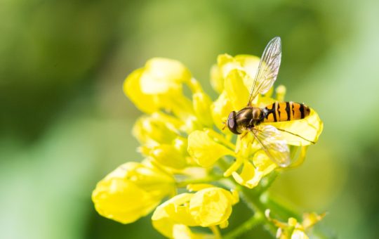 A marmalade hoverfly on a flower