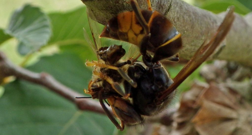 An Asian hornet dismembering a honey bee