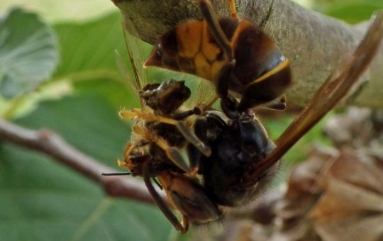 An Asian hornet dismembering a honey bee