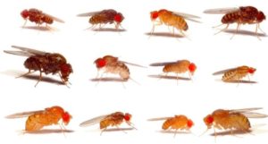 A variety of fruit flies shown on a white background